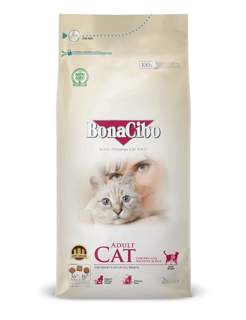 bonacibo-Adult-cat