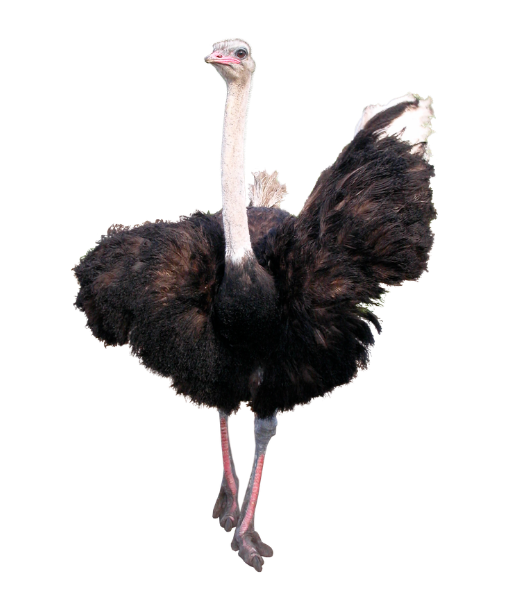 ostrich000000